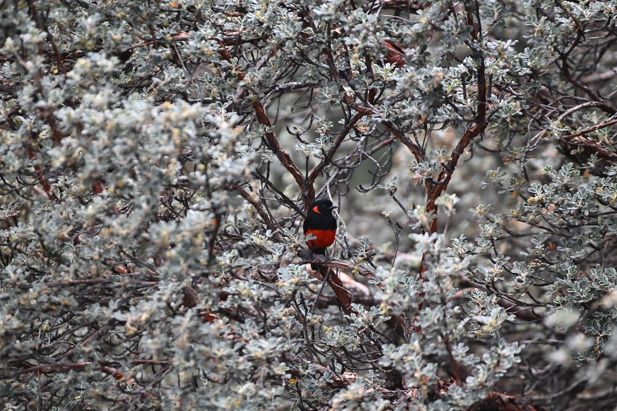 Scarlet-bellied Mountain Tanager - ML627637980