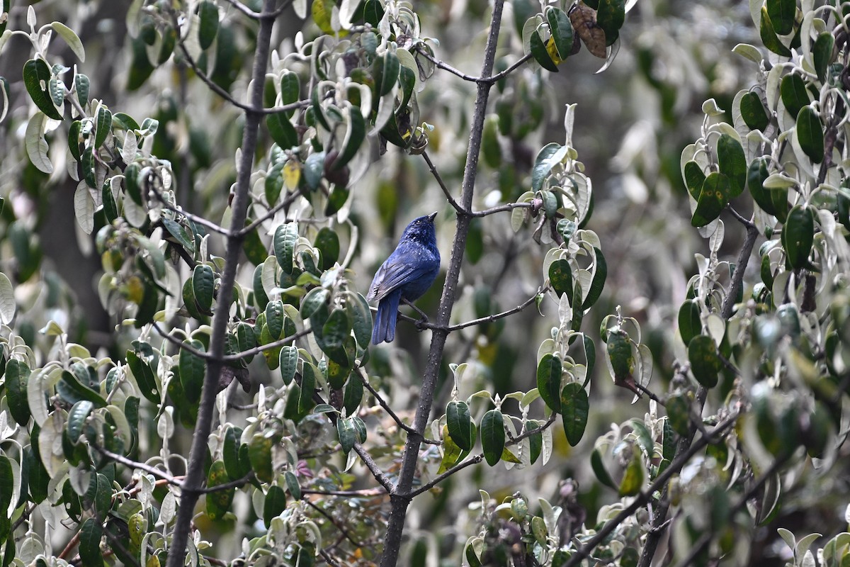 Tit-like Dacnis - ML627637983