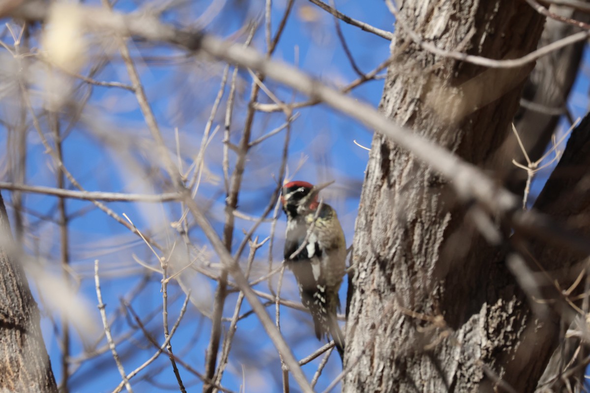 Red-naped Sapsucker - ML627637990