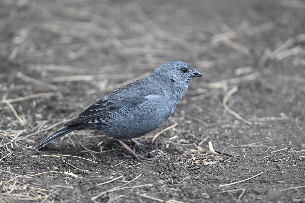 Plumbeous Sierra Finch - ML627637992