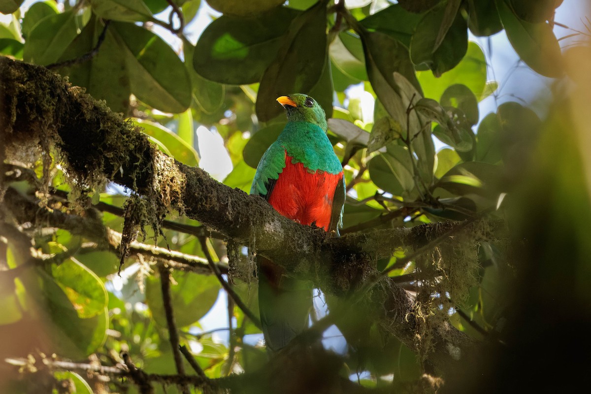 Golden-headed Quetzal - ML627638031