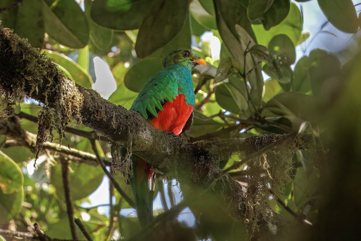 Golden-headed Quetzal - ML627638032