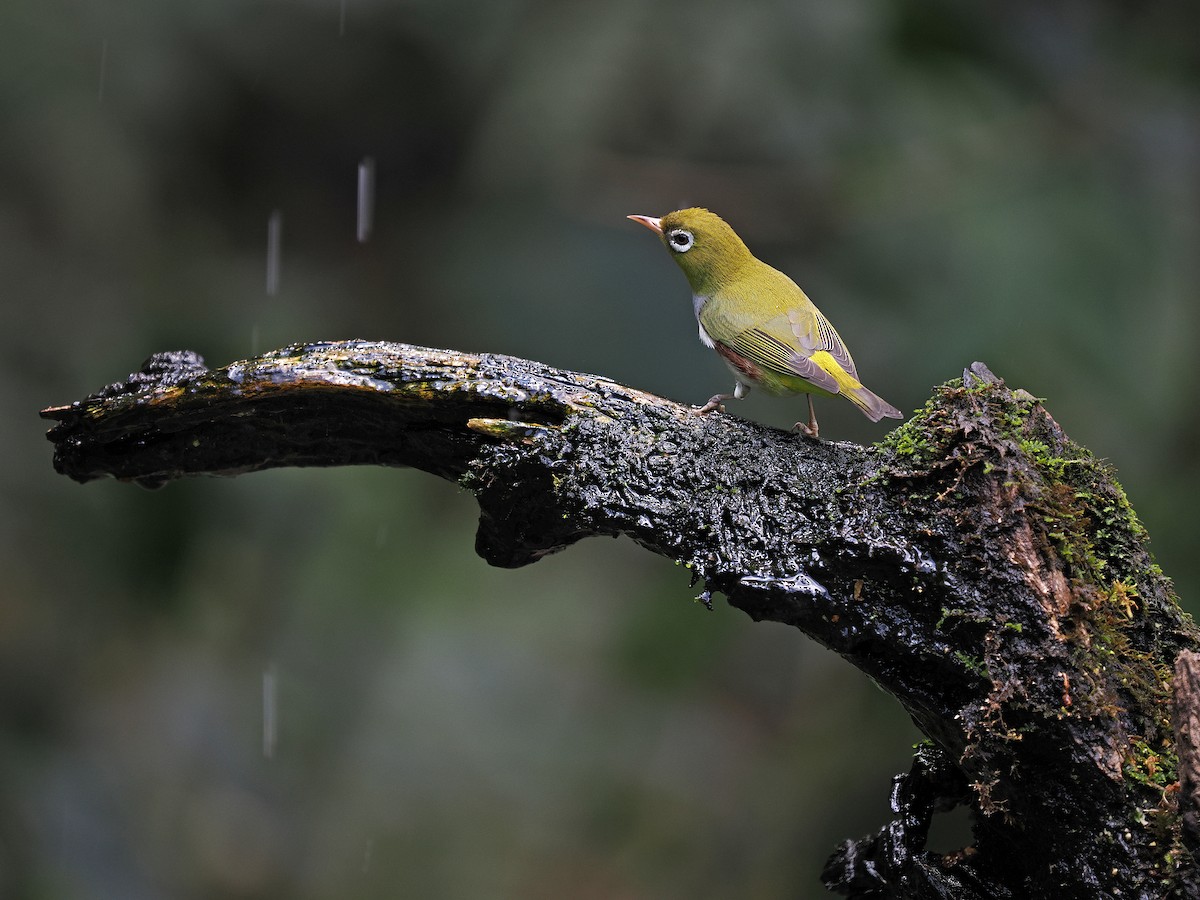 Chestnut-flanked White-eye - ML627638043