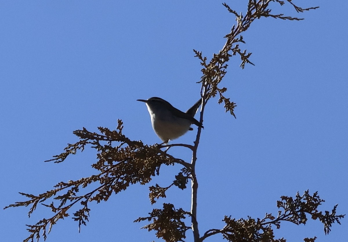 Bewick's Wren - ML627638077