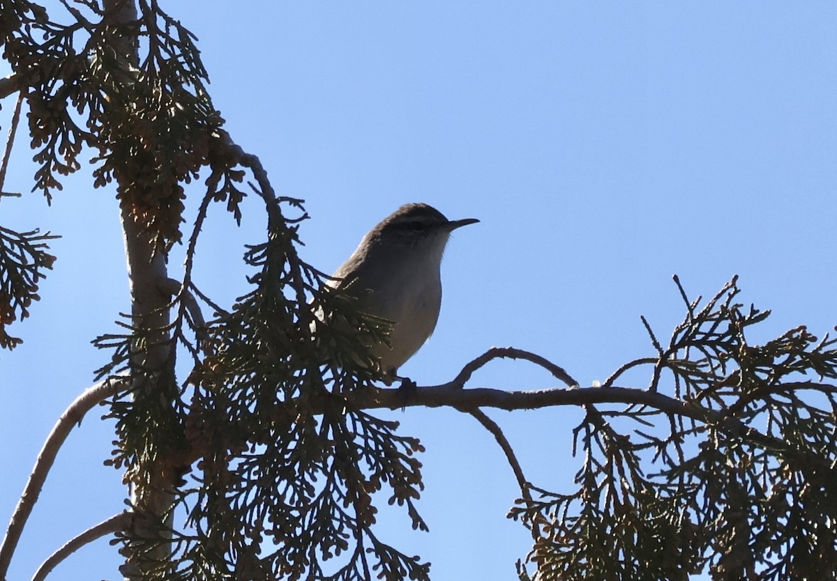 Bewick's Wren - ML627638078