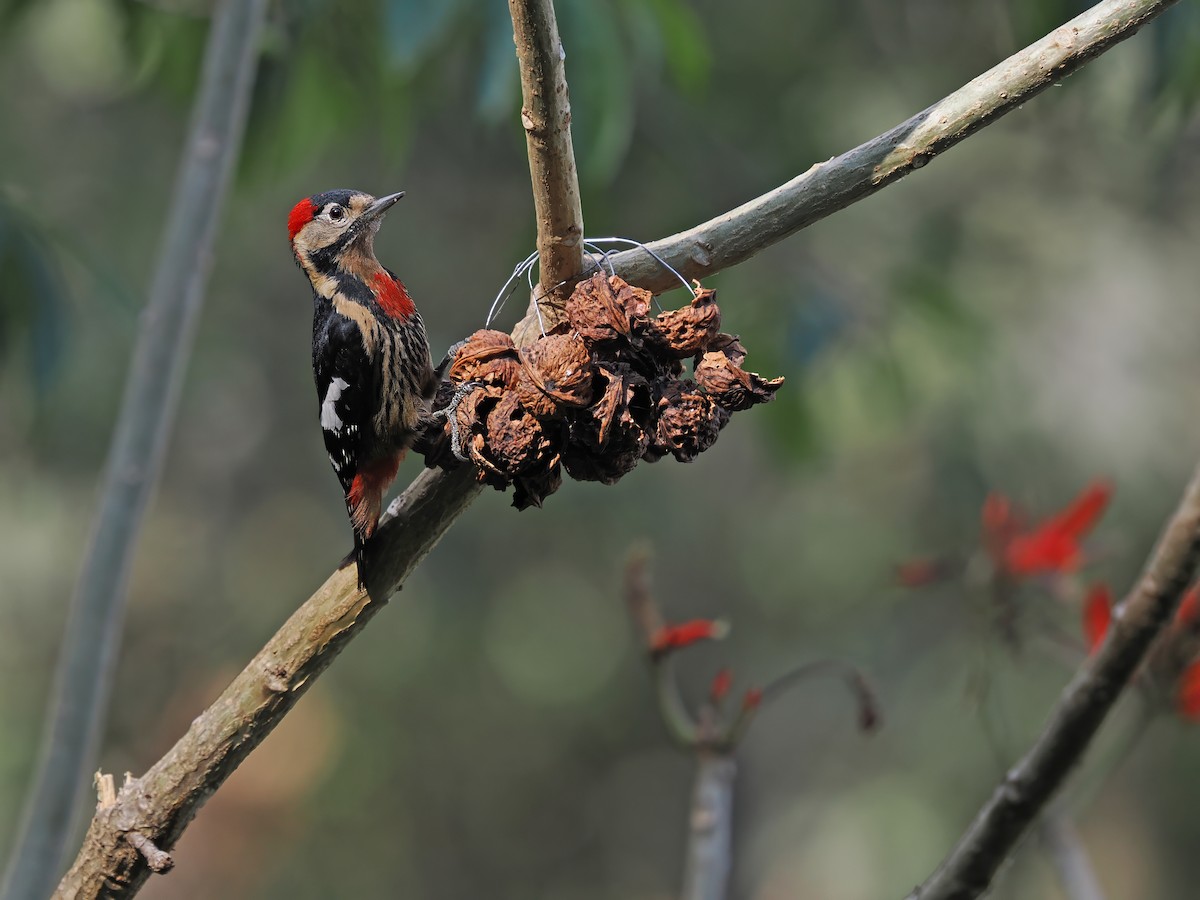 Necklaced Woodpecker - ML627638125