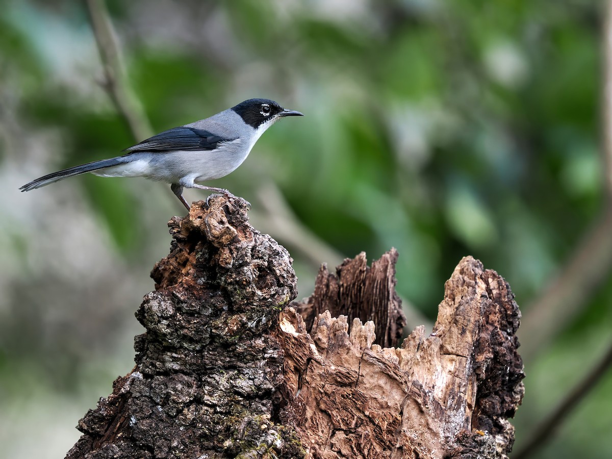 Black-headed Sibia - ML627638155