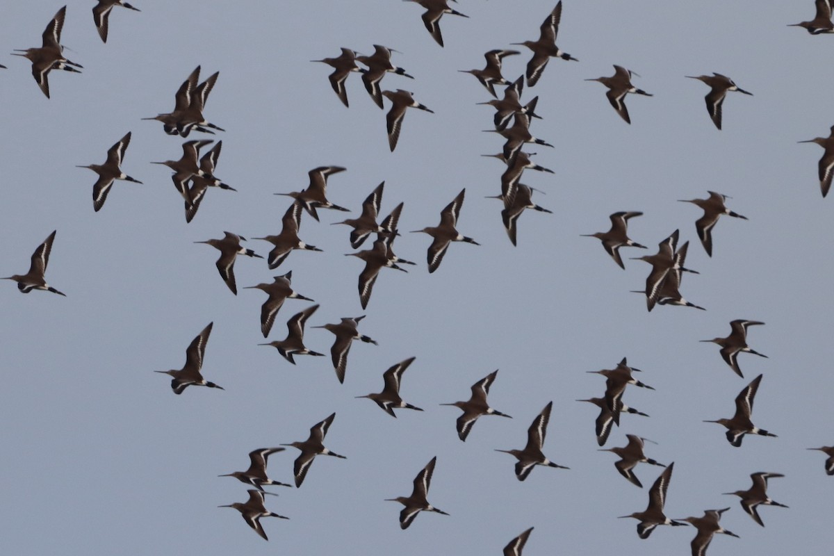 Black-tailed Godwit - ML627638190