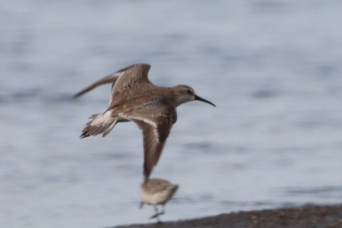 Curlew Sandpiper - ML627638217