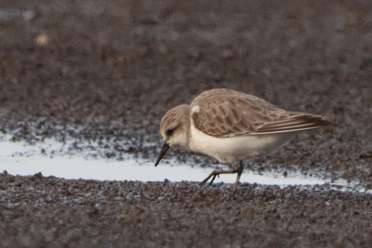 Red-necked Stint - ML627638244