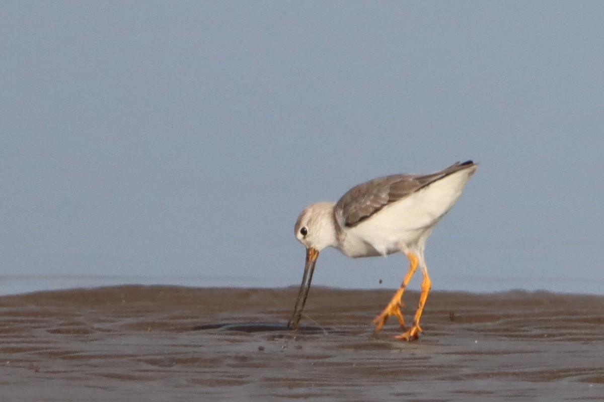 Terek Sandpiper - ML627638303