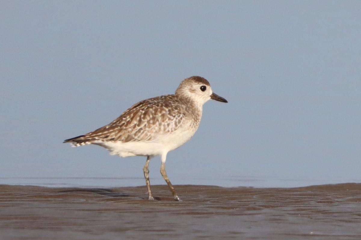 Black-bellied Plover - ML627638315