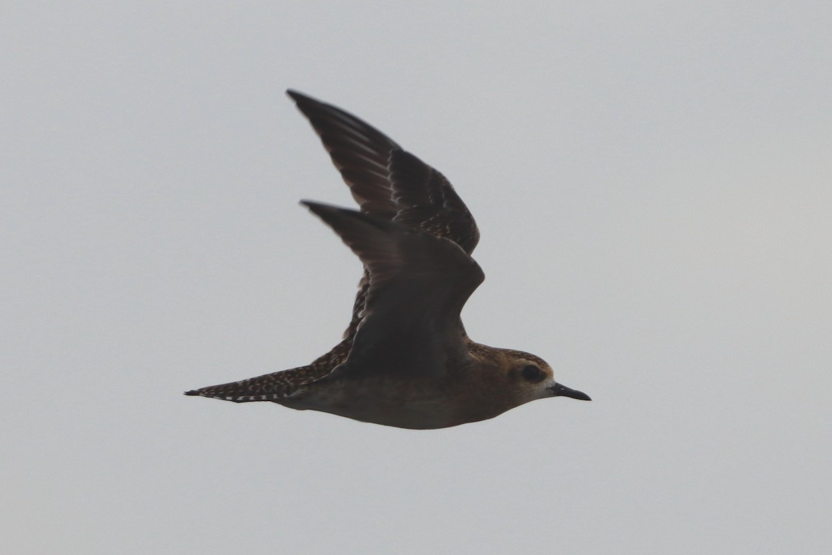 Pacific Golden-Plover - ML627638344