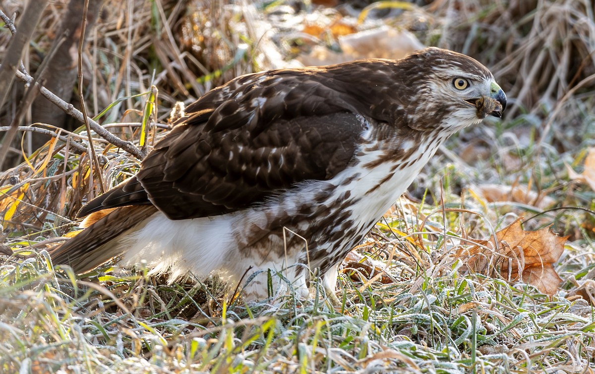 Red-tailed Hawk - ML627638358