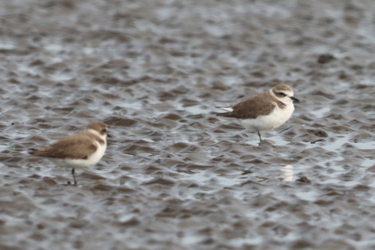 Kentish Plover - ML627638392