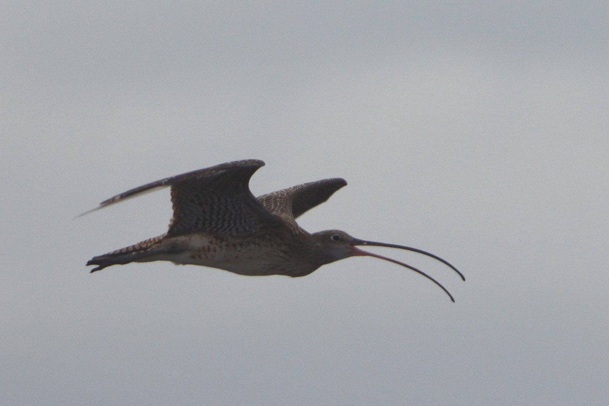 Far Eastern Curlew - ML627638405