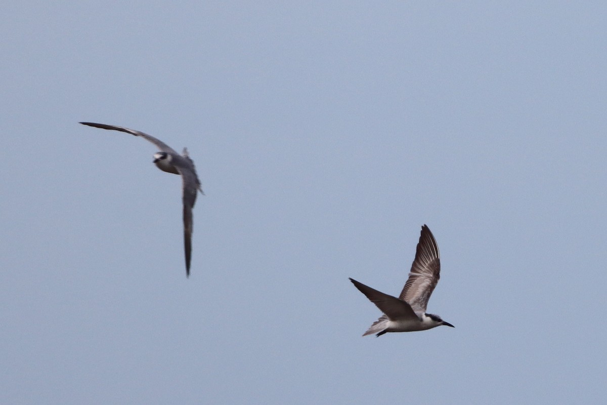 Common Tern - ML627638495