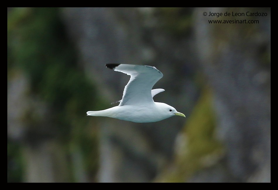 Gaviota de Alaska - ML627638590