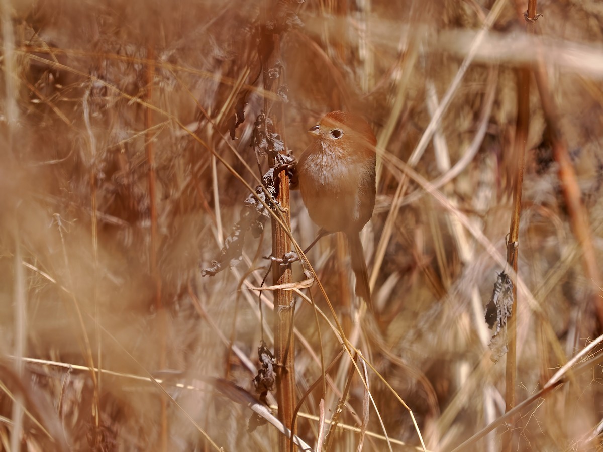 Eye-ringed Parrotbill - ML627638591