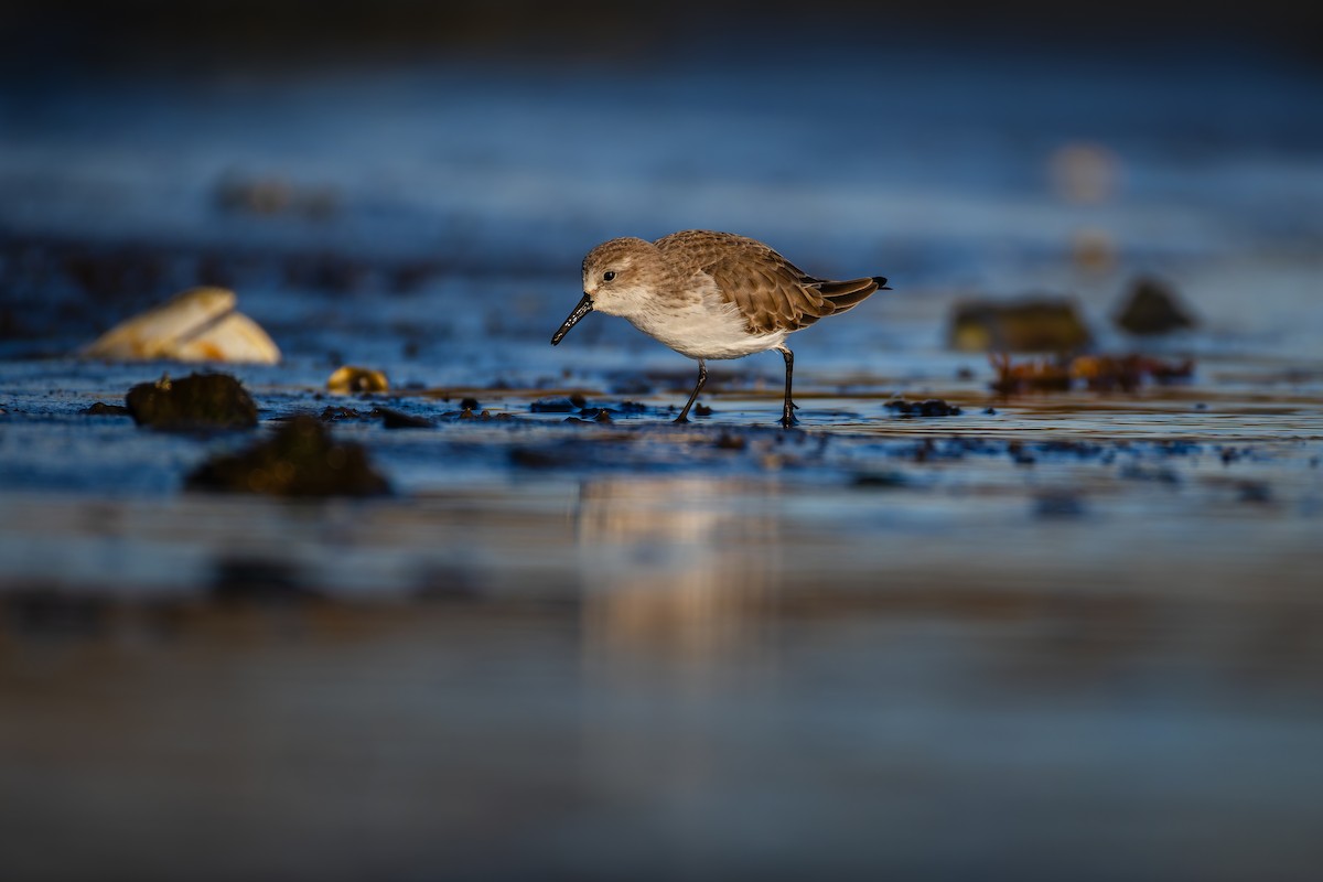 Western Sandpiper - ML627638606