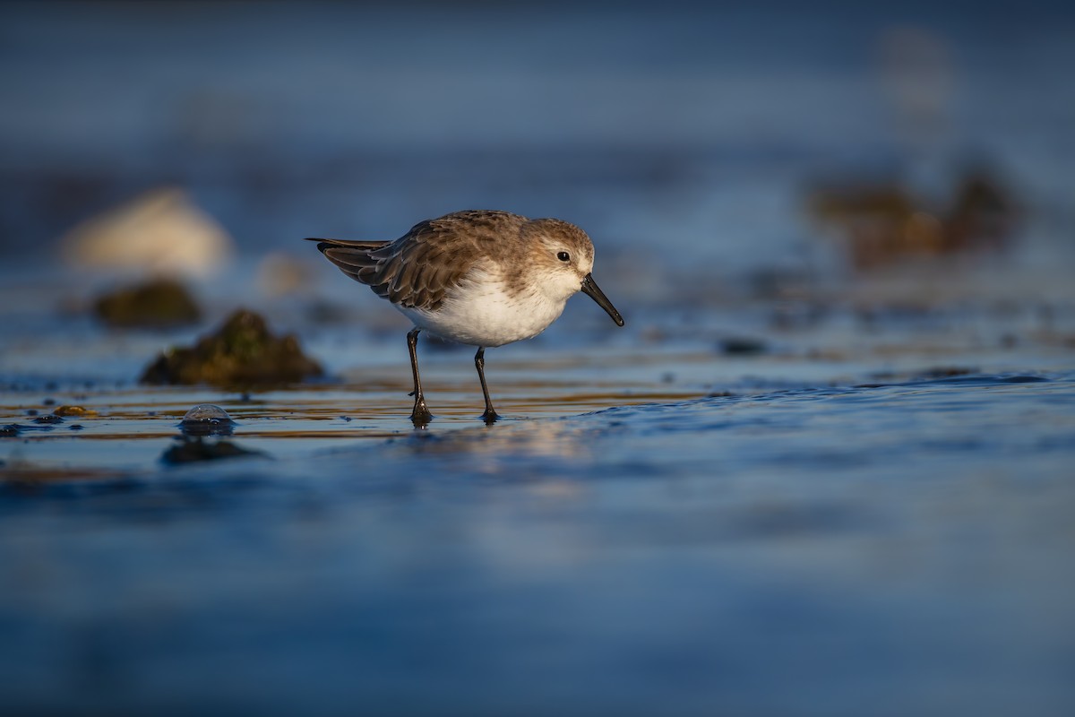 Western Sandpiper - ML627638607