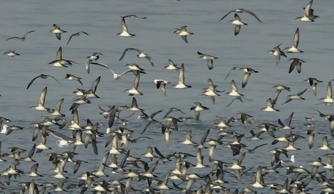 Black-vented Shearwater - ML627638608