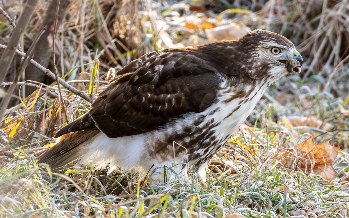 Red-tailed Hawk - ML627638612