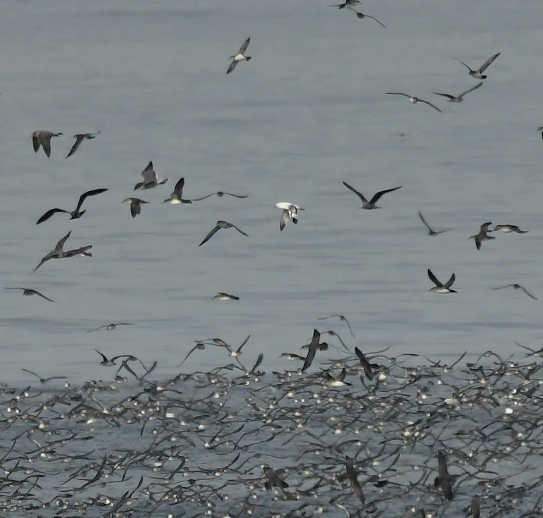 Black-vented Shearwater - ML627638626