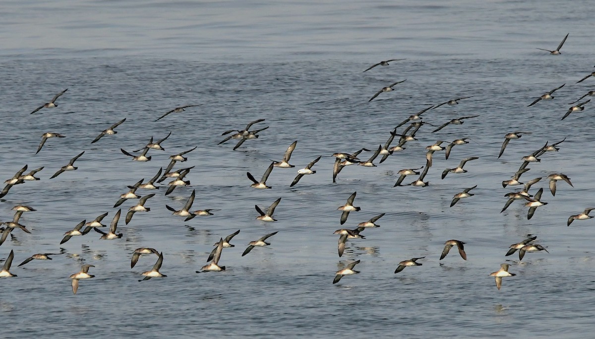 Black-vented Shearwater - ML627638640