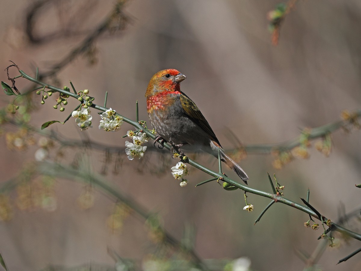 Crimson-browed Finch - ML627638655