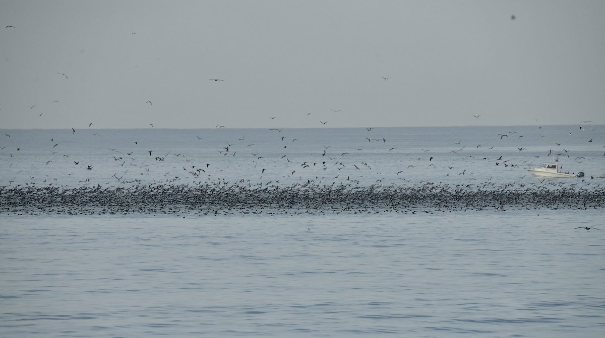 Black-vented Shearwater - ML627638657