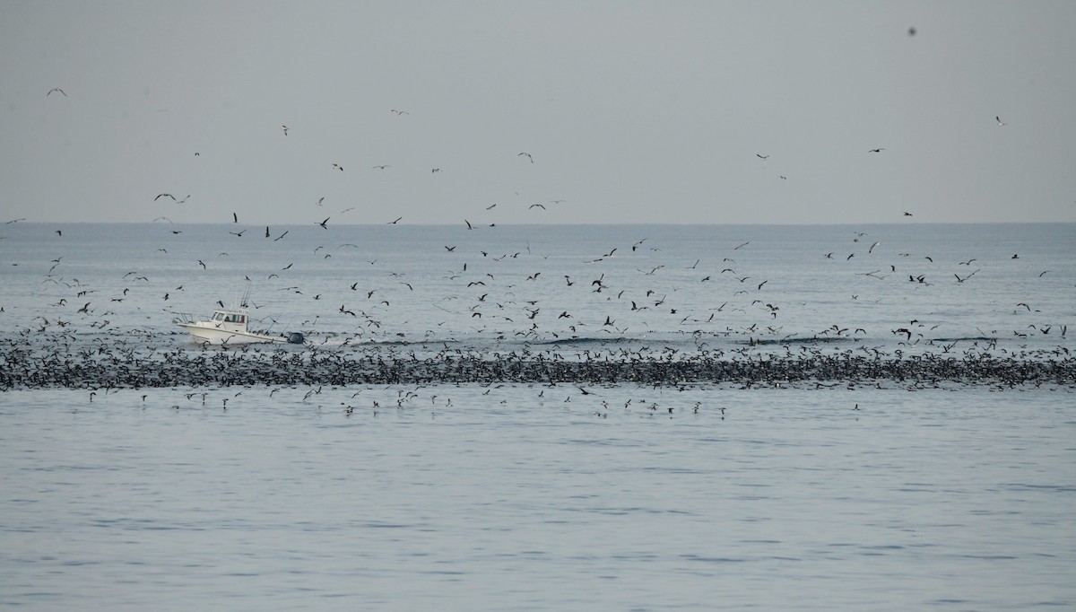 Black-vented Shearwater - ML627638669