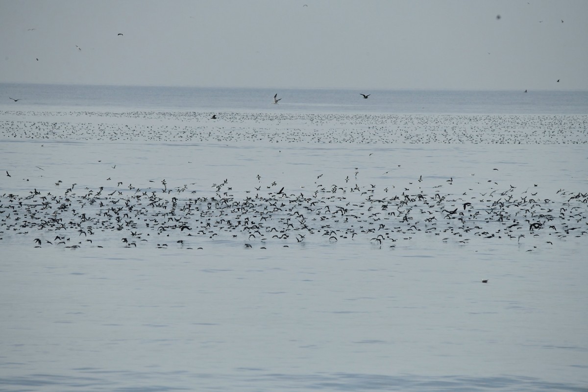 Black-vented Shearwater - ML627638693