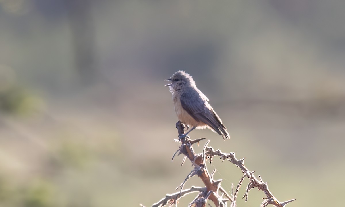 African Penduline-Tit - ML627638764