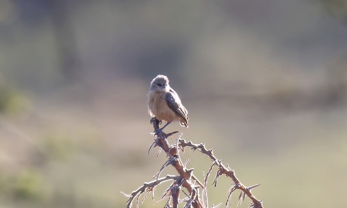 African Penduline-Tit - ML627638765