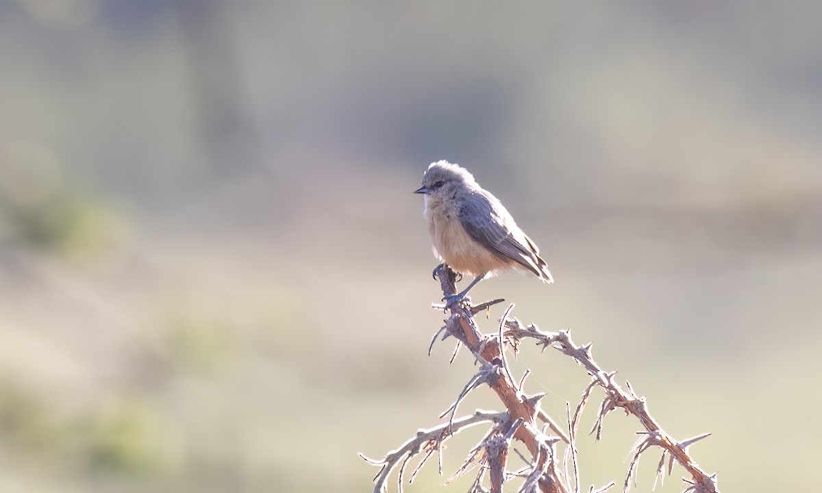 African Penduline-Tit - ML627638766