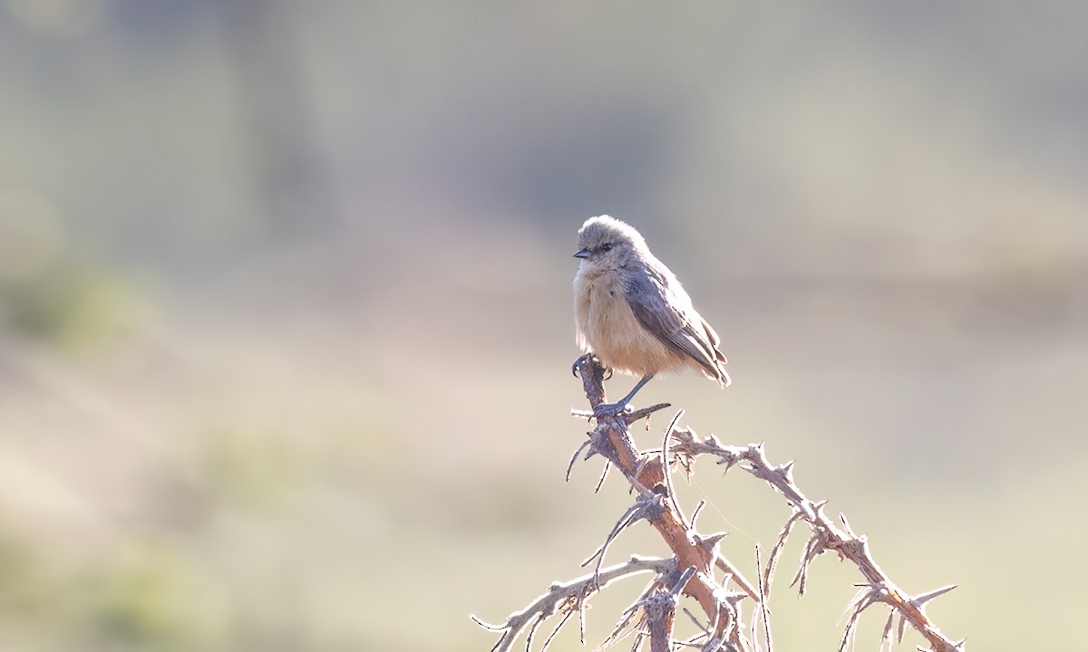 African Penduline-Tit - ML627638767