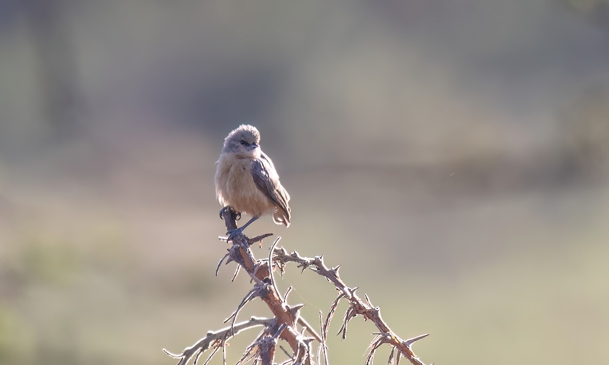 African Penduline-Tit - ML627638768