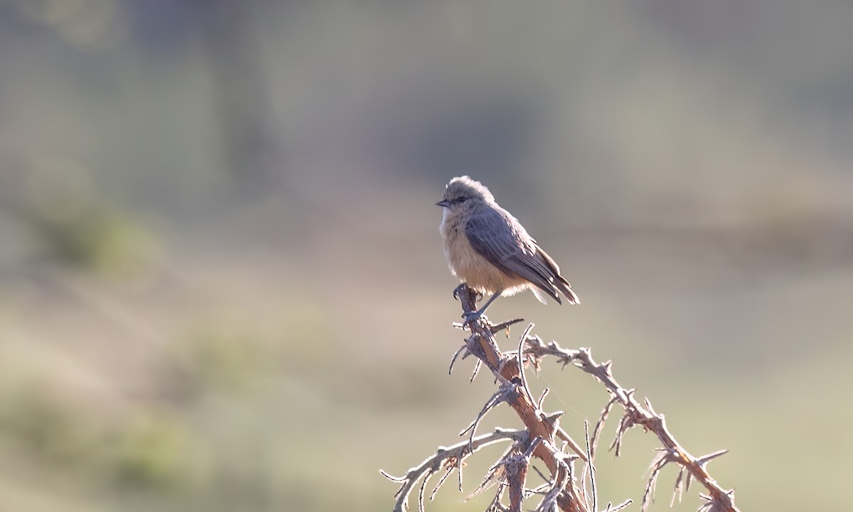 African Penduline-Tit - ML627638769