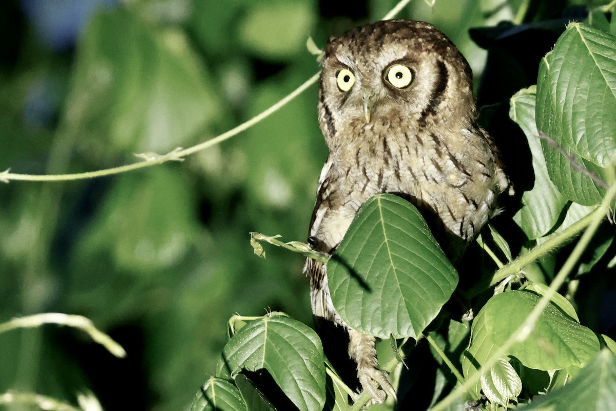 Tropical Screech-Owl - ML627638917