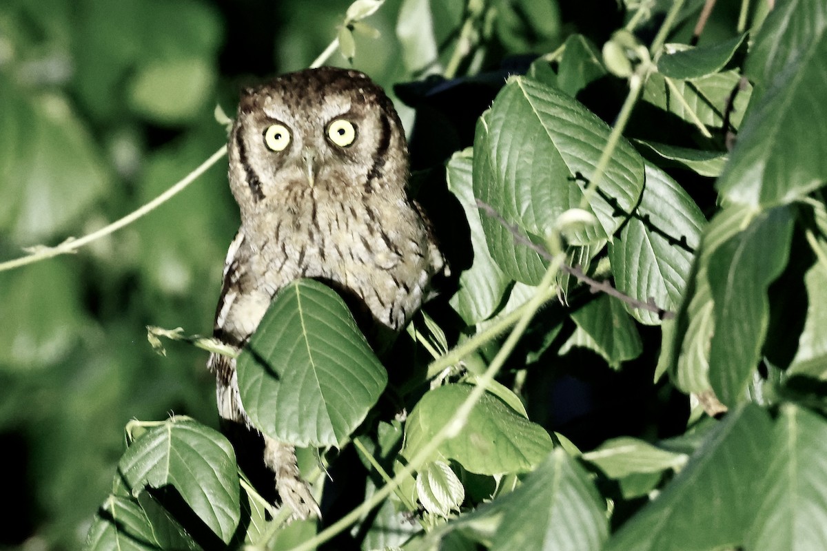 Tropical Screech-Owl - ML627638918