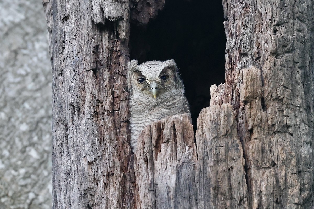 Tropical Screech-Owl - ML627638919