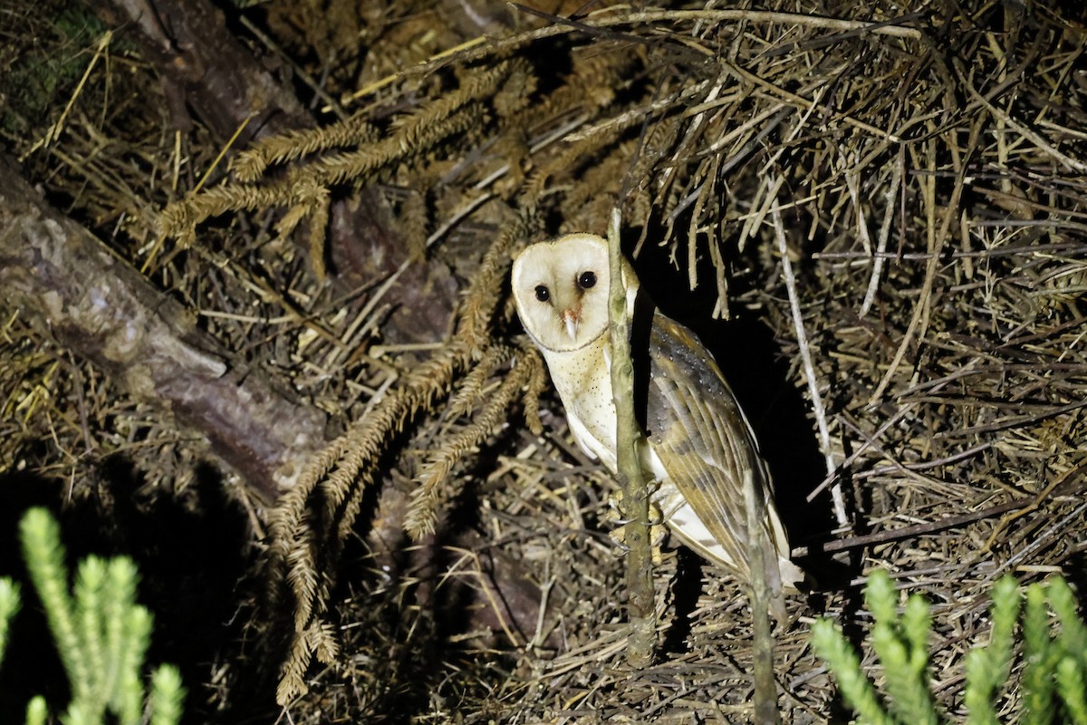 American Barn Owl - ML627638946