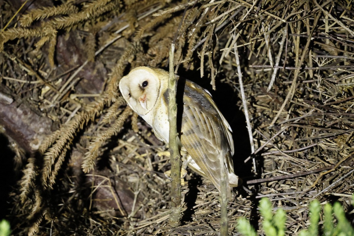 American Barn Owl - ML627638947