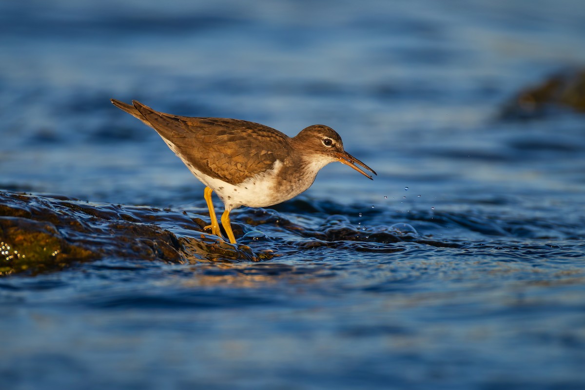 Spotted Sandpiper - ML627638957