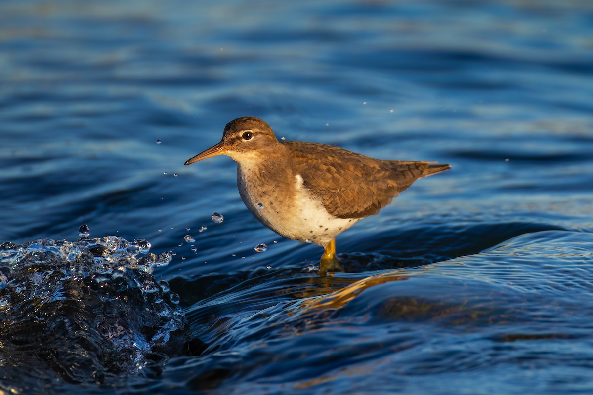 Spotted Sandpiper - ML627638958