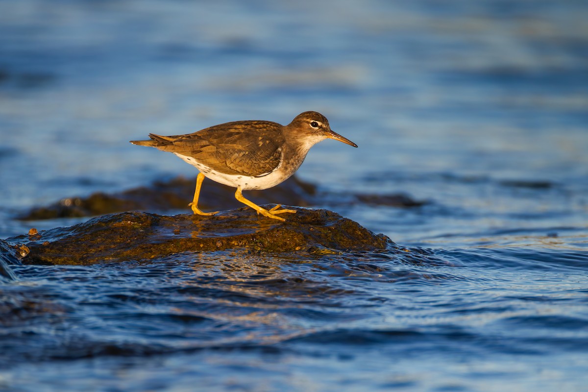 Spotted Sandpiper - ML627638959