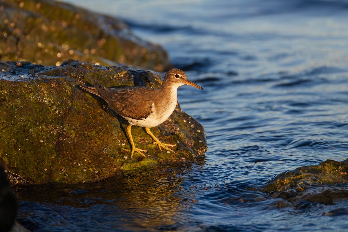 Spotted Sandpiper - ML627638960