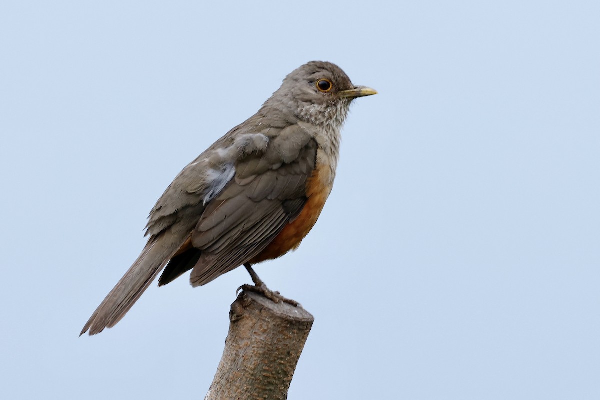 Rufous-bellied Thrush - ML627638963