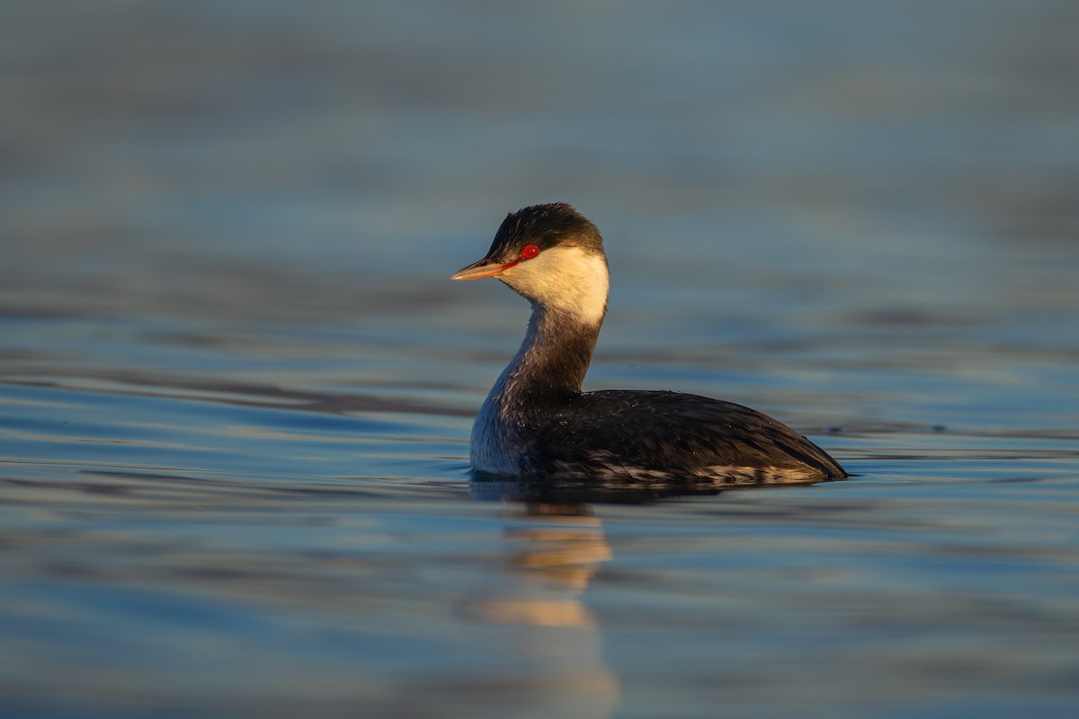 Horned Grebe - ML627638964